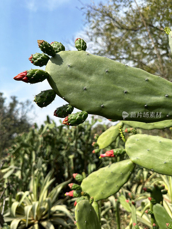 热带花园种植的刺梨仙人掌(Opuntia stricta)的特写图像，仙人掌垫上的红色花蕾，nopales，重点在前景